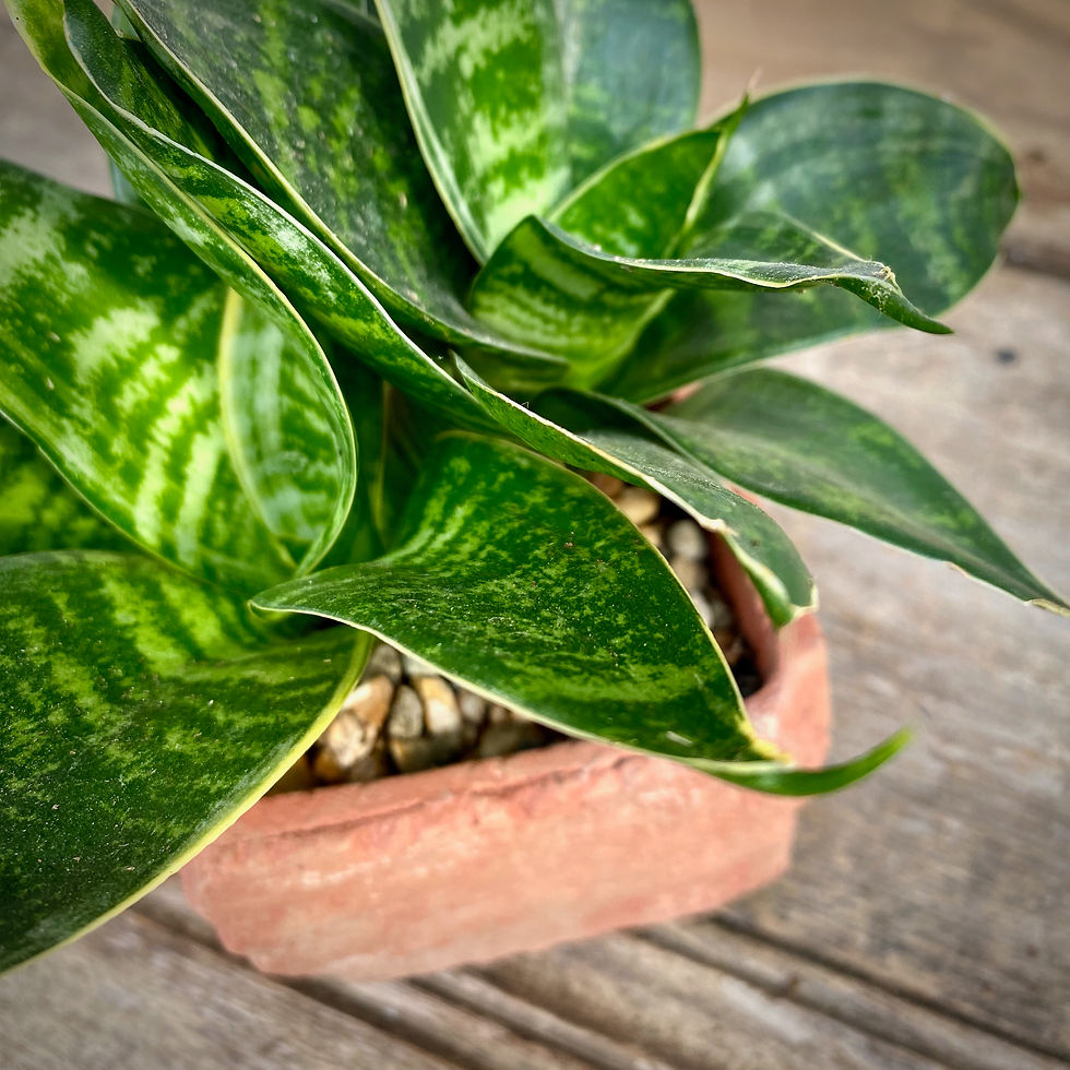 Thumbnail: Bird's Nest Sansevieria in Brick Pot