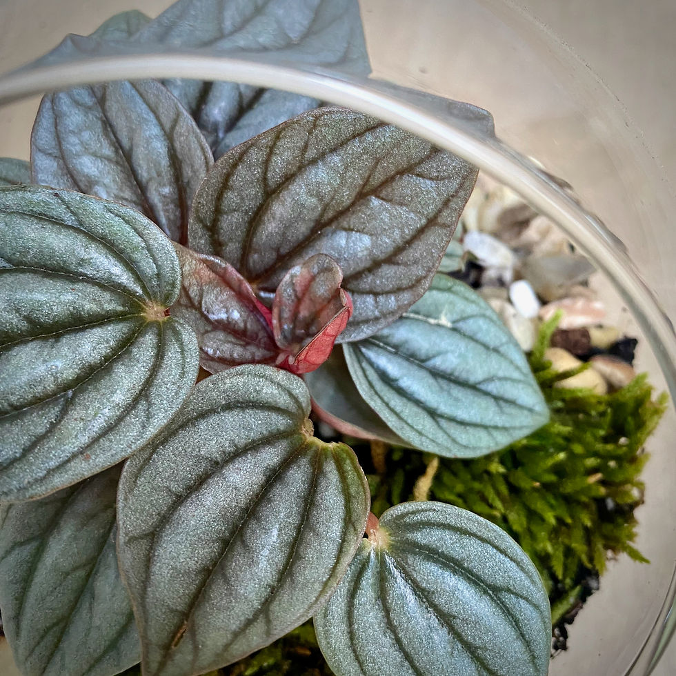 Thumbnail: Goblet Open Terrarium with Peperomia
