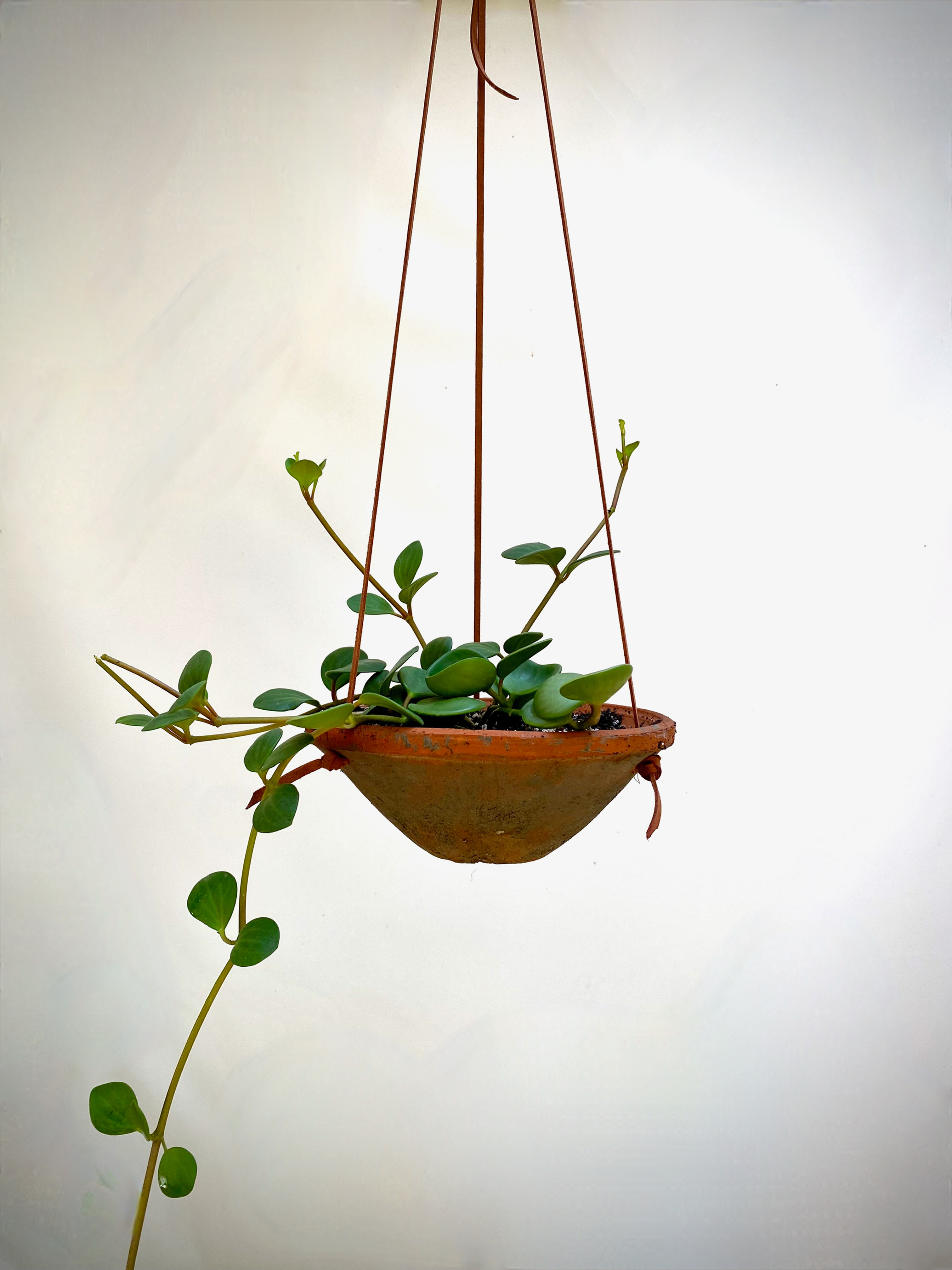 Peperomia Hope in Rustic Terracotta