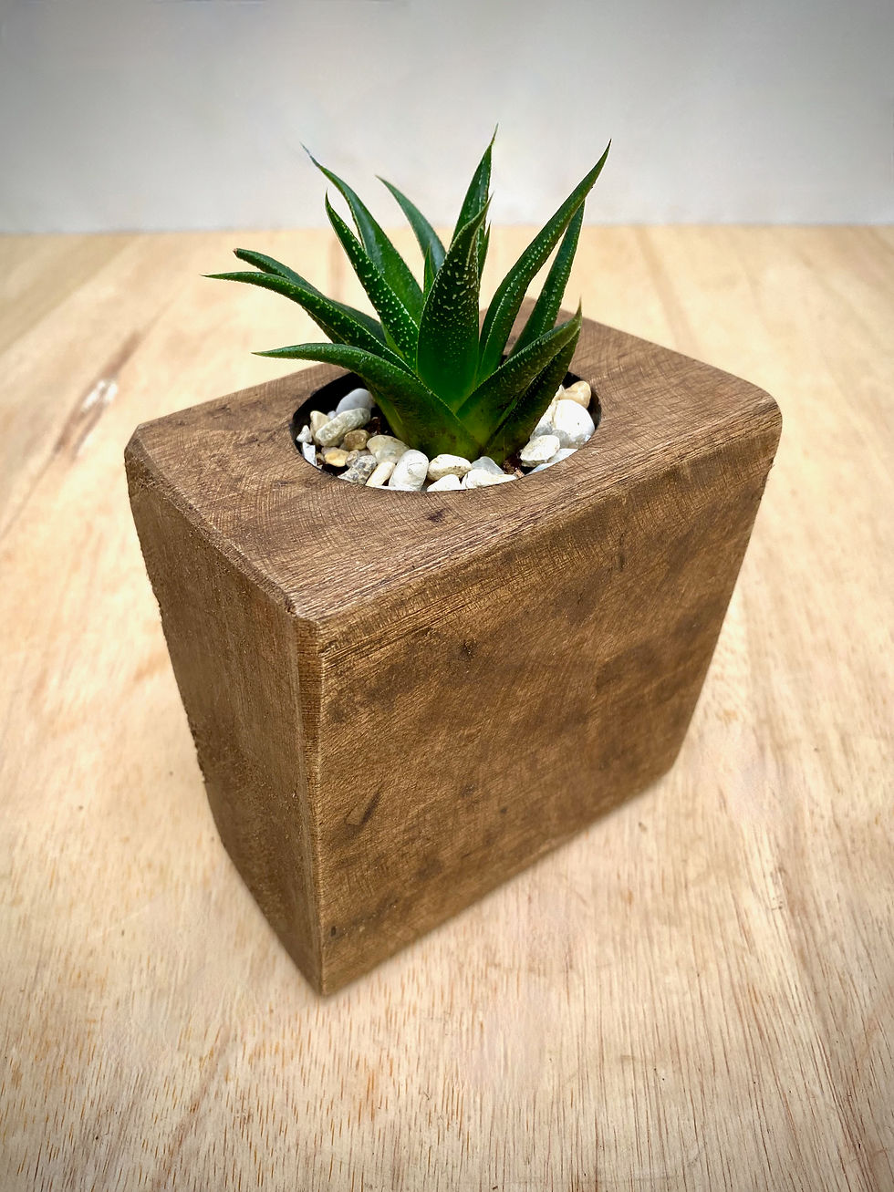Thumbnail: Haworthia in Sugar Mold
