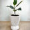 Thumbnail: Ficus Tineke in Tall Ribbed Cement Pot
