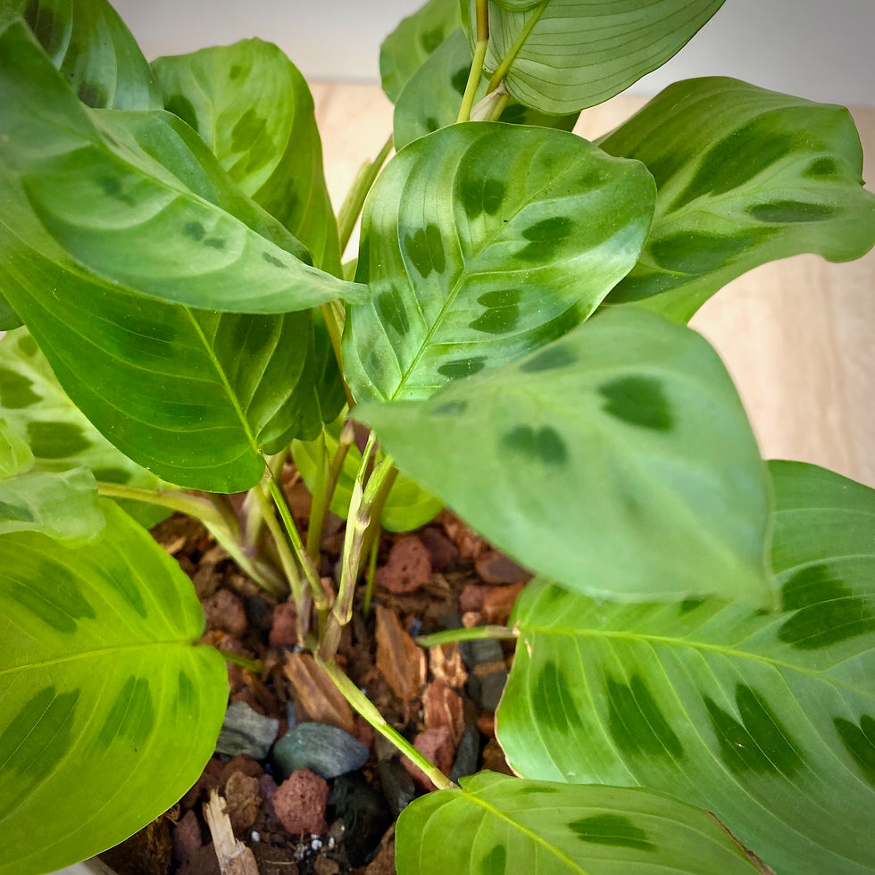 Thumbnail: Prayer Plant in Luna Bowl