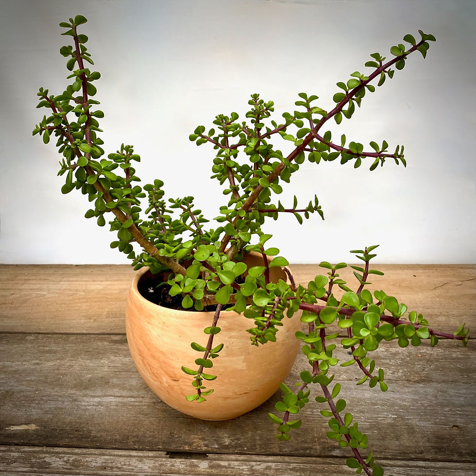 Thumbnail: Portulacaria in Luna Sphere