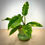 Thumbnail: Philodendron Ring of Fire in Green Urn