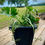 Thumbnail: Mixed Patio Planter