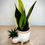 Thumbnail: Snake and Haworthia in Double Pot