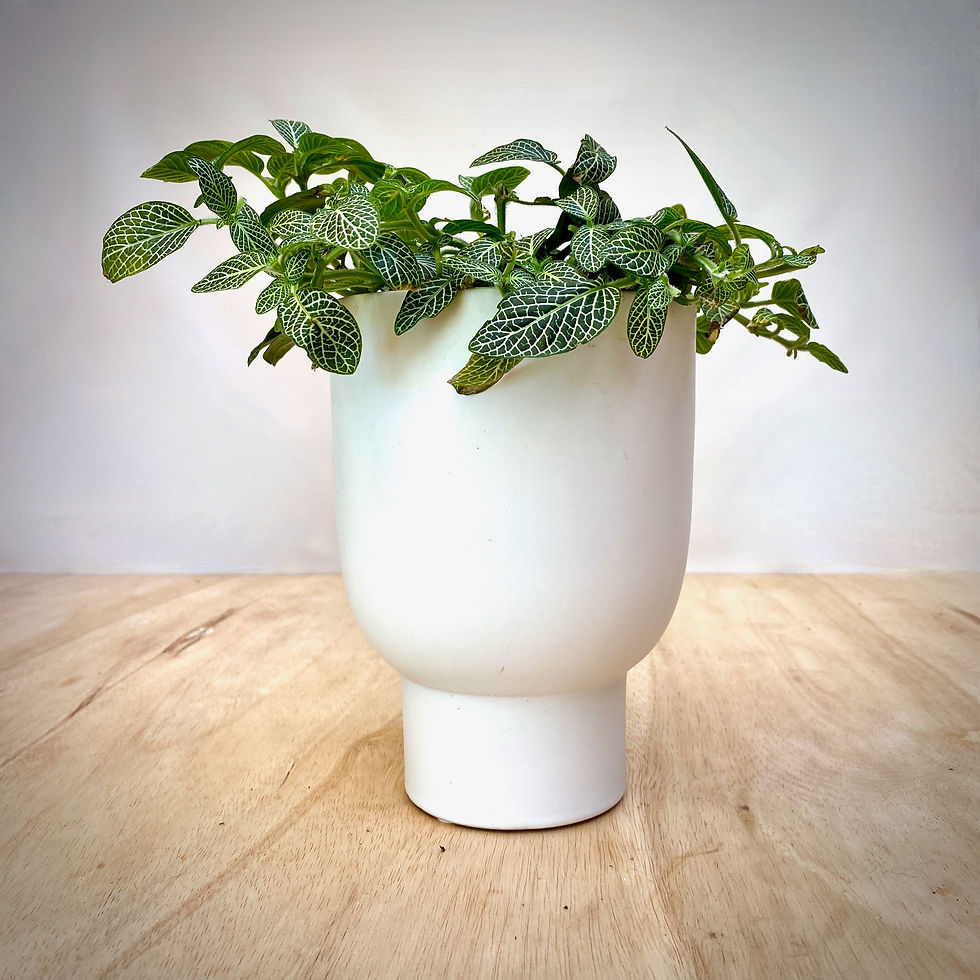 Thumbnail: Fittonia in Contoured Platform Planter