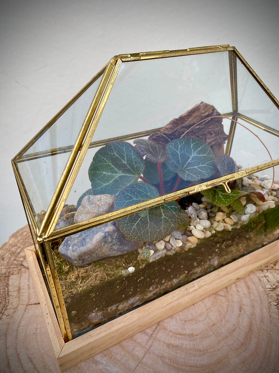Thumbnail: Gold Terrarium with Strawberry Begonia