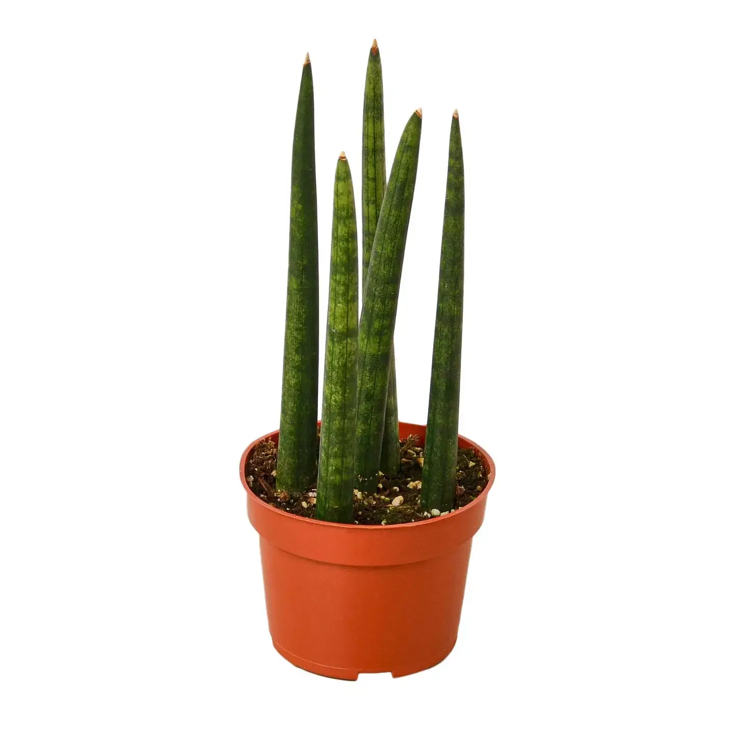 Snake Plant Cylindrica 3-inch