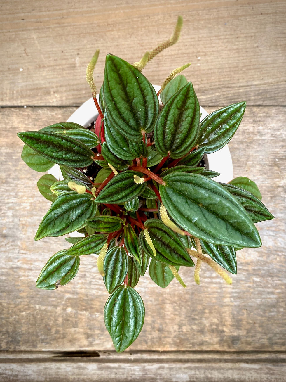 Thumbnail: Peperomia Rosso in Vita Vase (for Valentines)