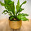 Thumbnail: Birds Nest Fern in Footed Wicker Planter