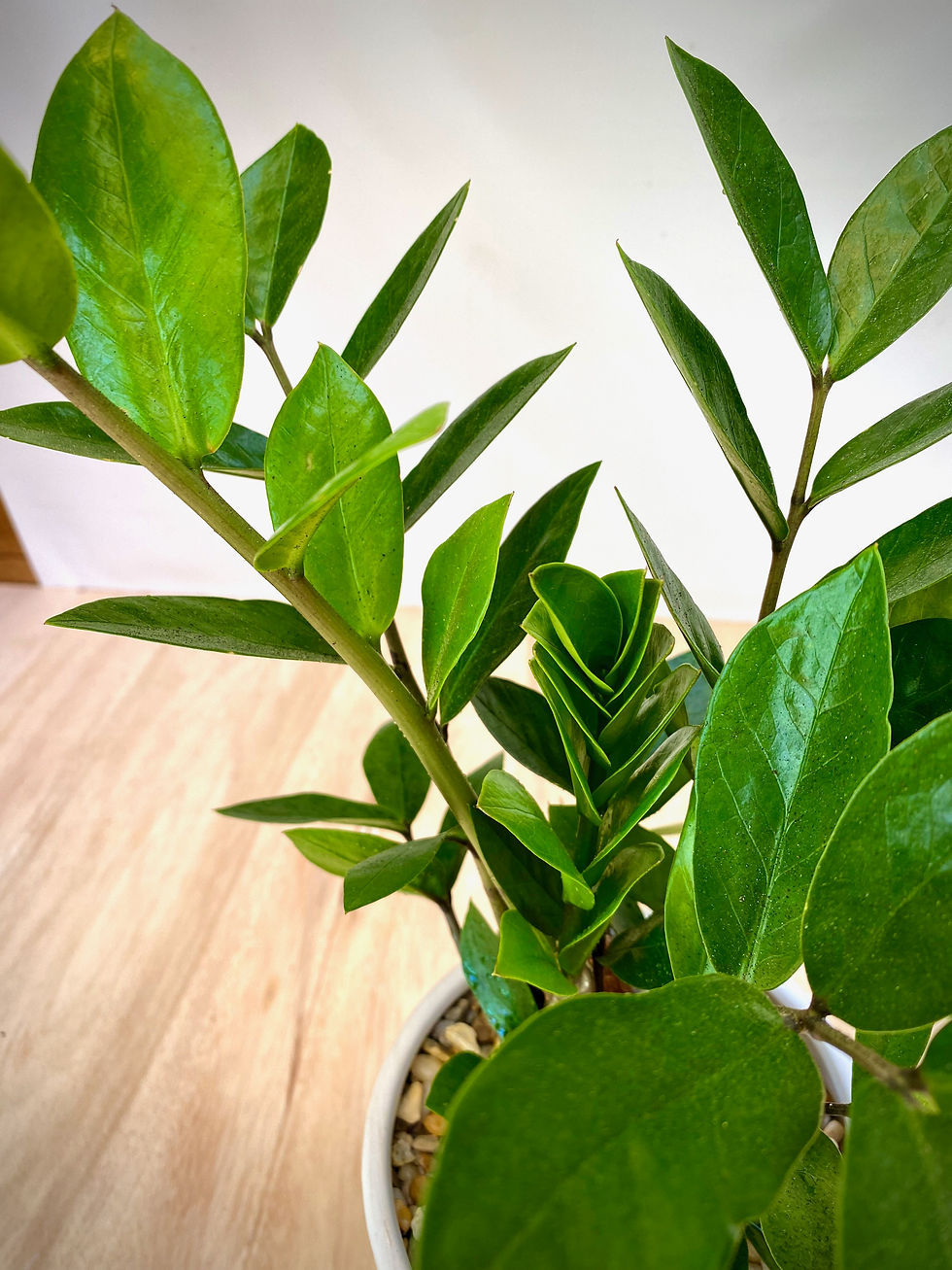 Thumbnail: ZZ Plant in Contoured Platform Planter