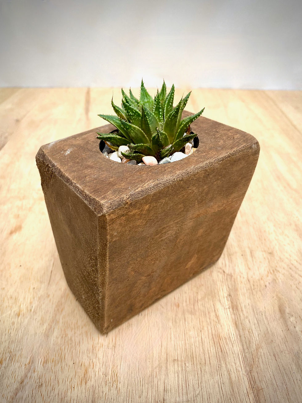 Thumbnail: Haworthia in Sugar Mold