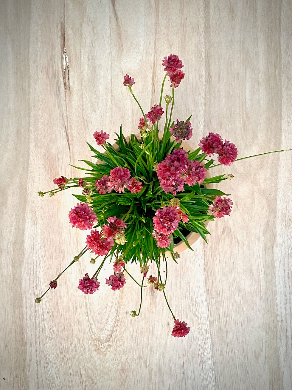 Thumbnail: Sea Thrift Patio Planter in Luna Sphere