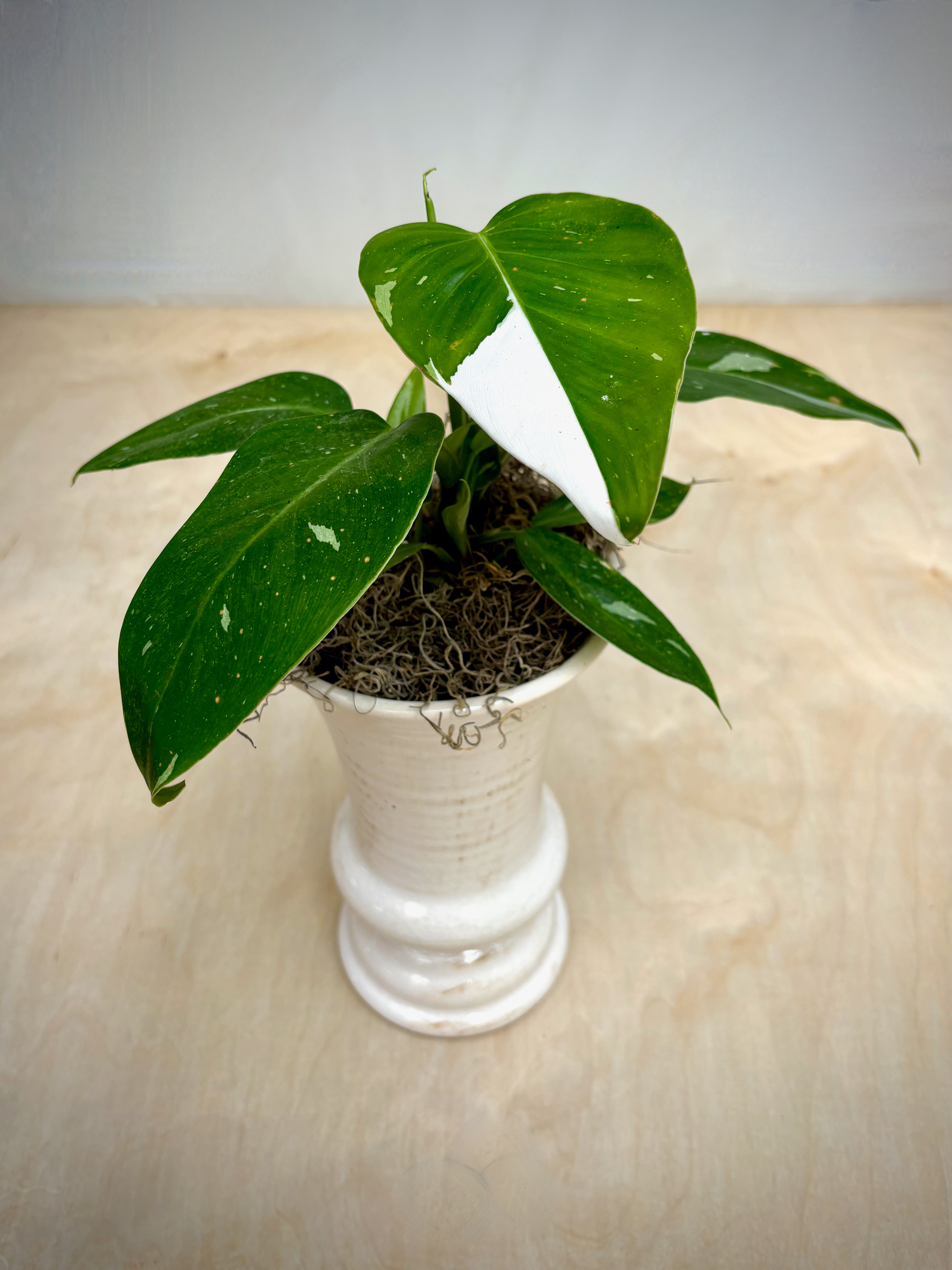 Philodendron White Princess in White Urn