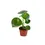 Thumbnail: Peperomia 'raindrop' - 4" Pot