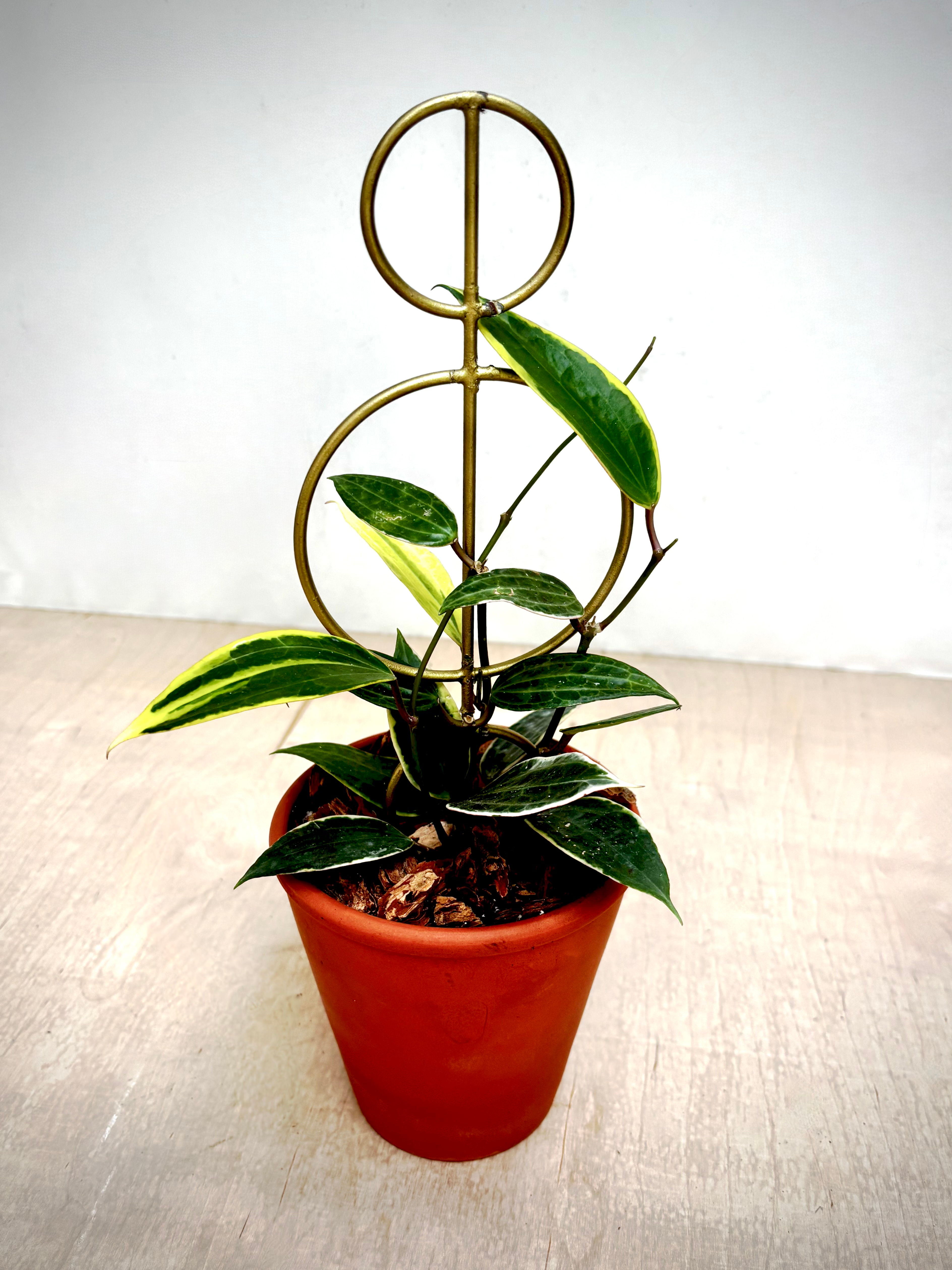 Hoya 'macrophylla' in Terracotta Rose Pot with Sphere Trellis