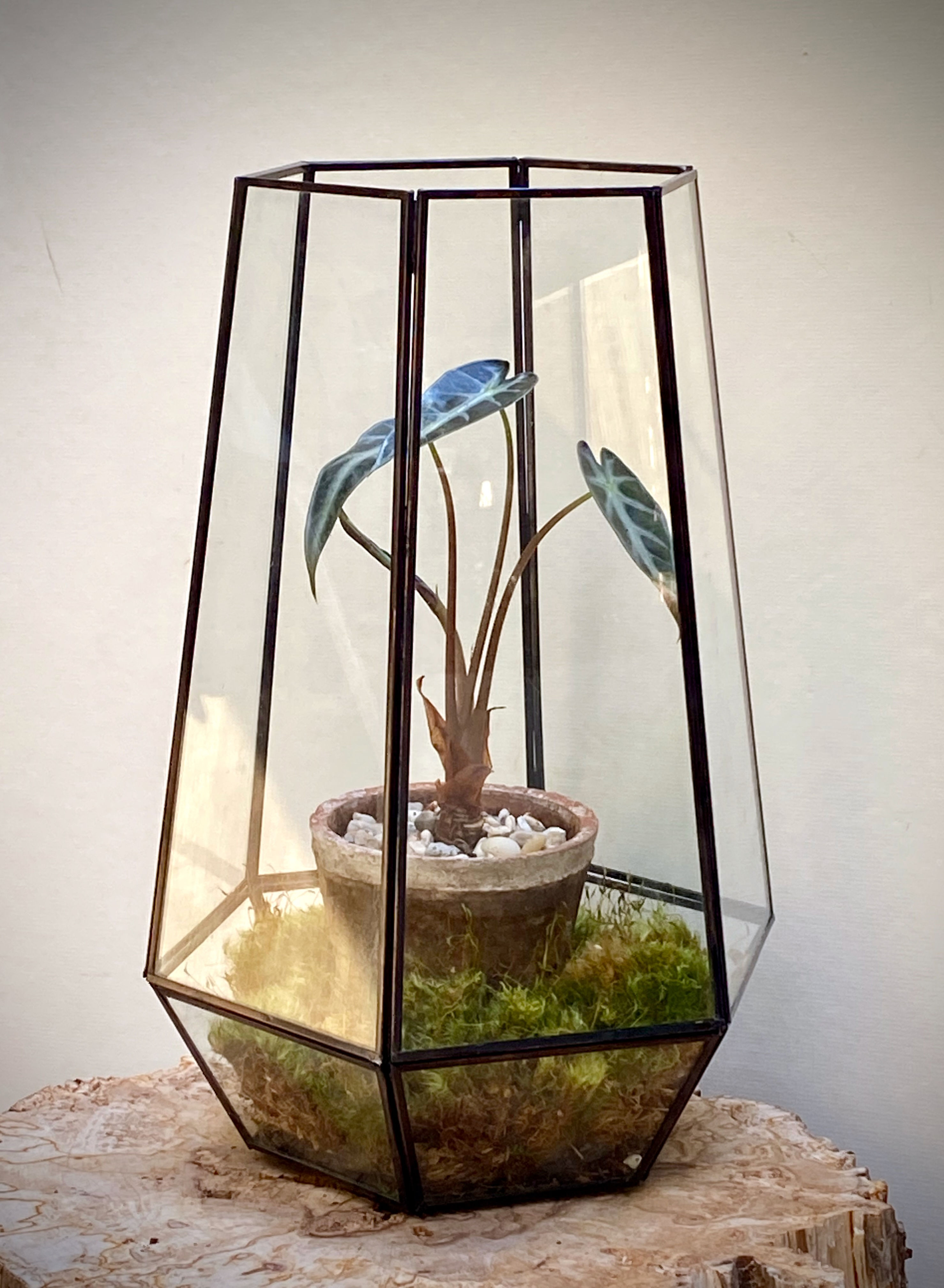 Open Terrarium with Alocasia Bambino
