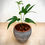 Thumbnail: Anthurium Fingers in Tribal Terracotta