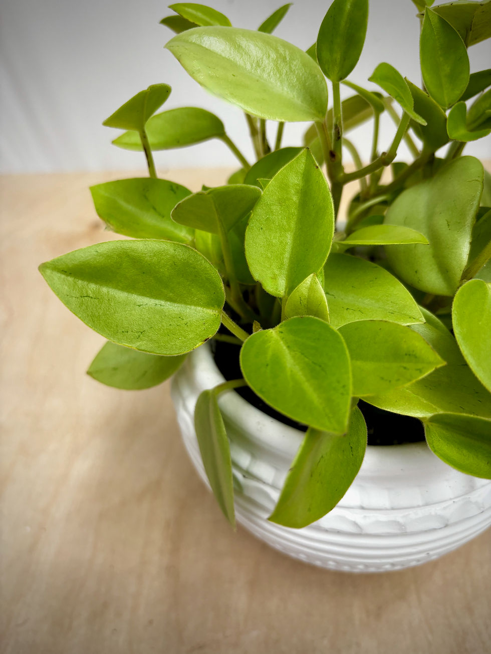 Thumbnail: Peperomia Pixie Lime in White Cement