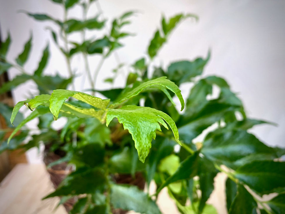 Thumbnail: Holly Fern in Willow Twig Basket