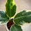 Thumbnail: Ficus Tineke in Tall Ribbed Cement Pot