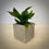 Thumbnail: Birds Nest Sansevieria in Cement Cube