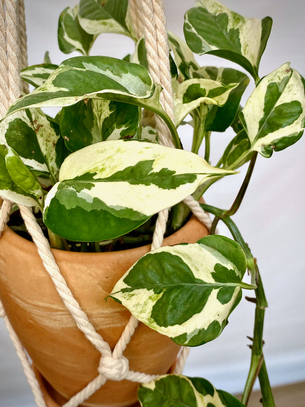 Thumbnail: Pothos N'Joy in Luna Vase with Macramé Hanger