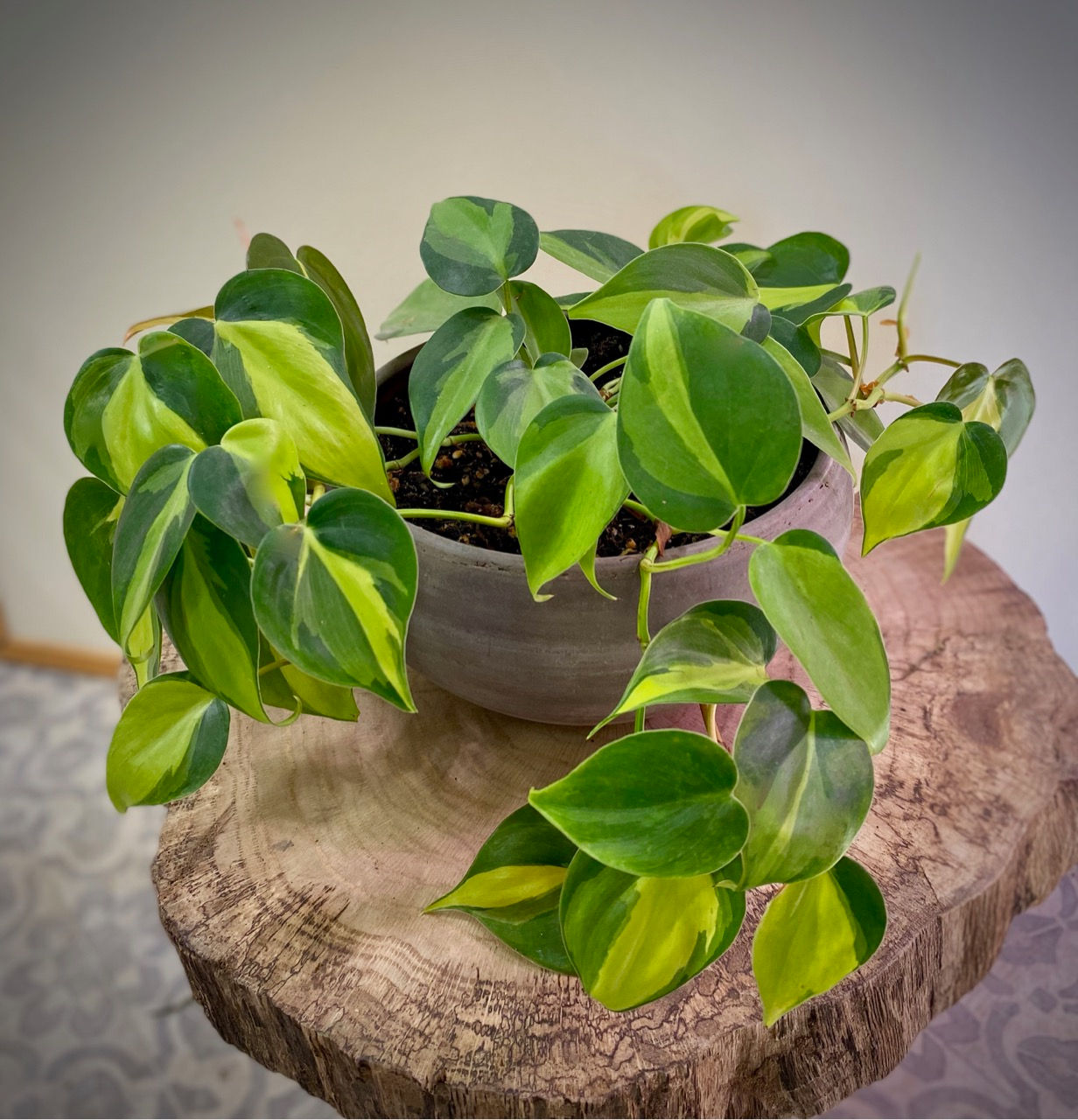 Philodendron Brasil in Luna Bowl Planter