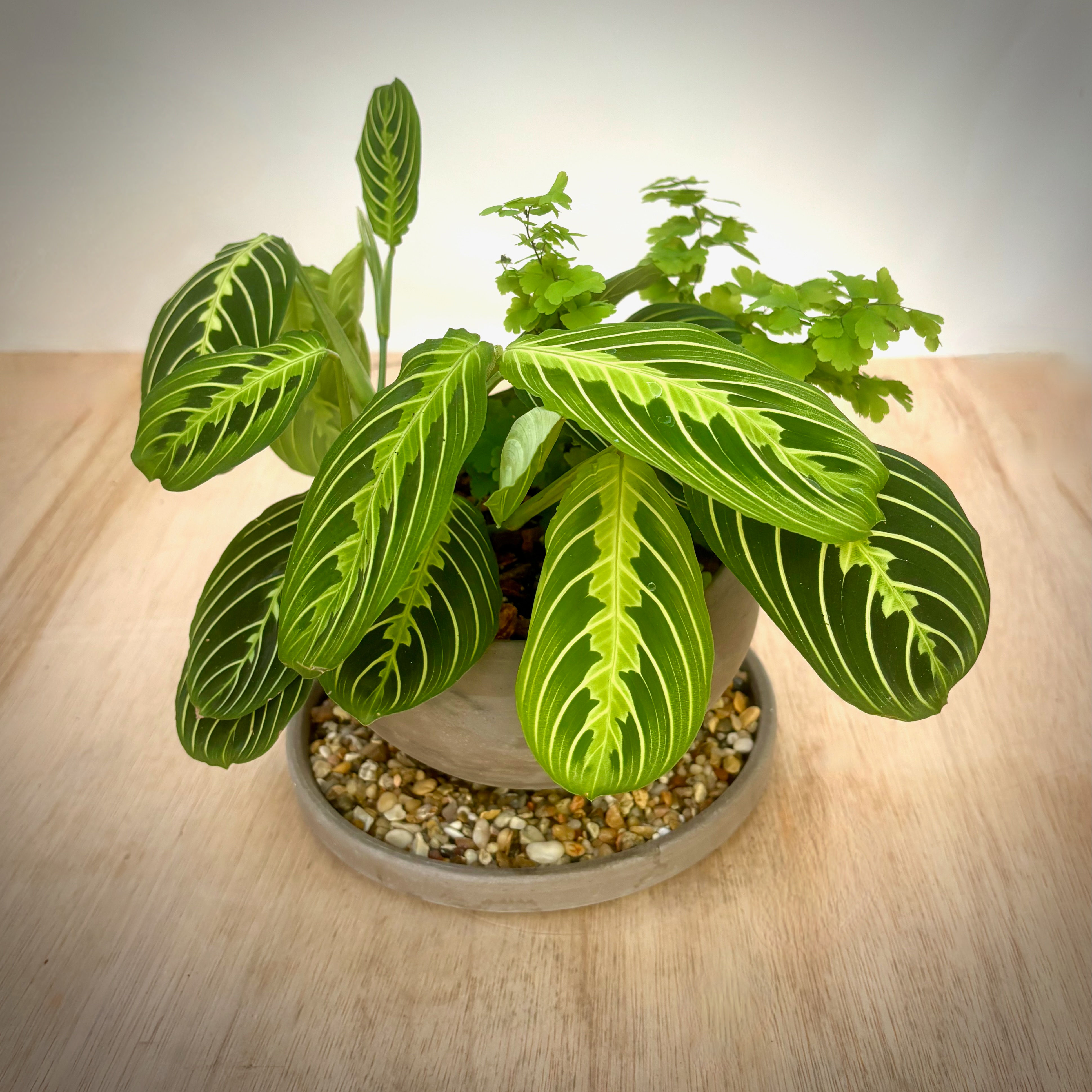 Maranta and Maidenhair Fern in Luna Bowl with Humidity Tray