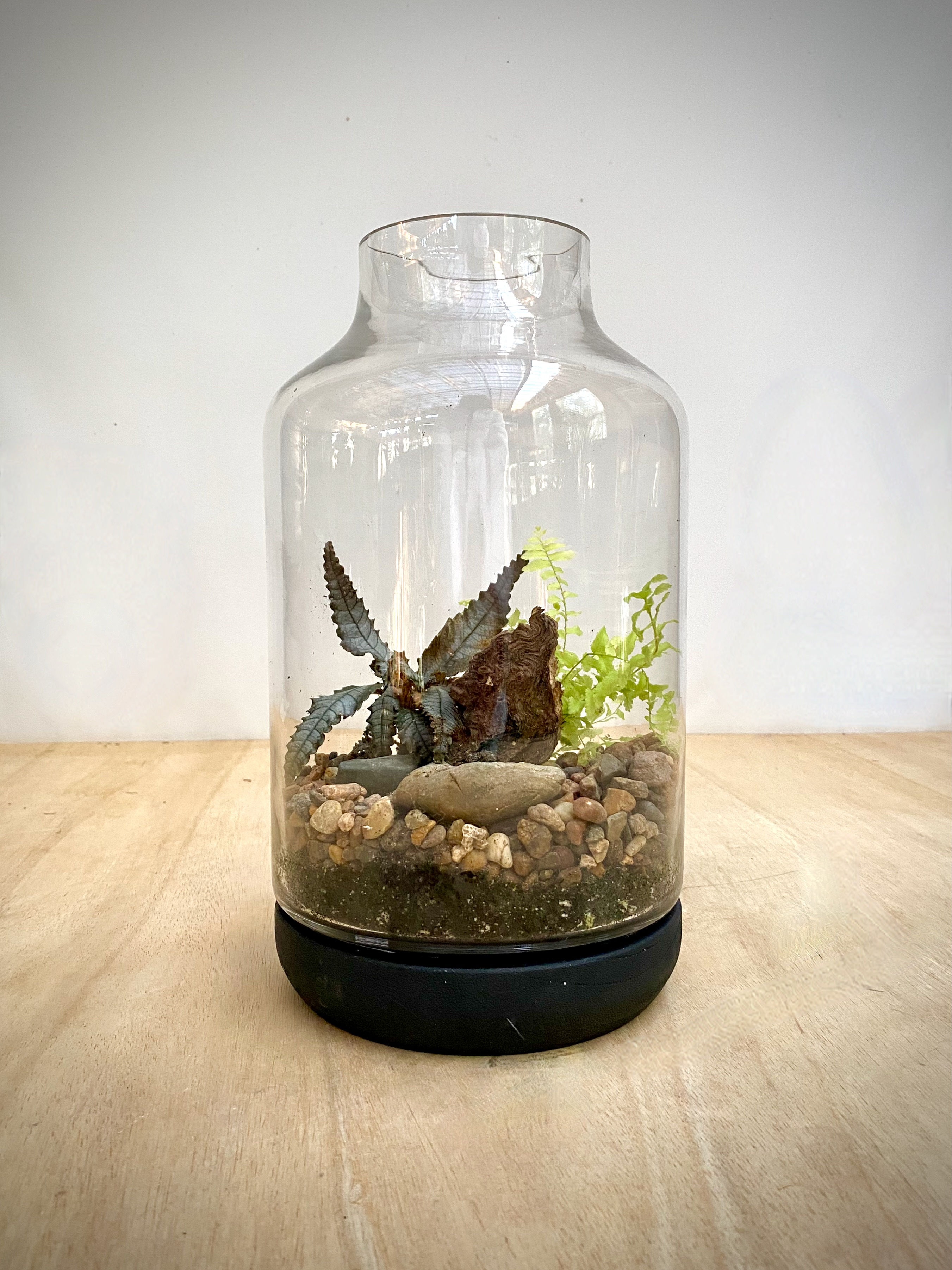 Jar Terrarium with Black Base