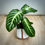 Thumbnail: Xanthosoma 'lendenii' in Retro Pot