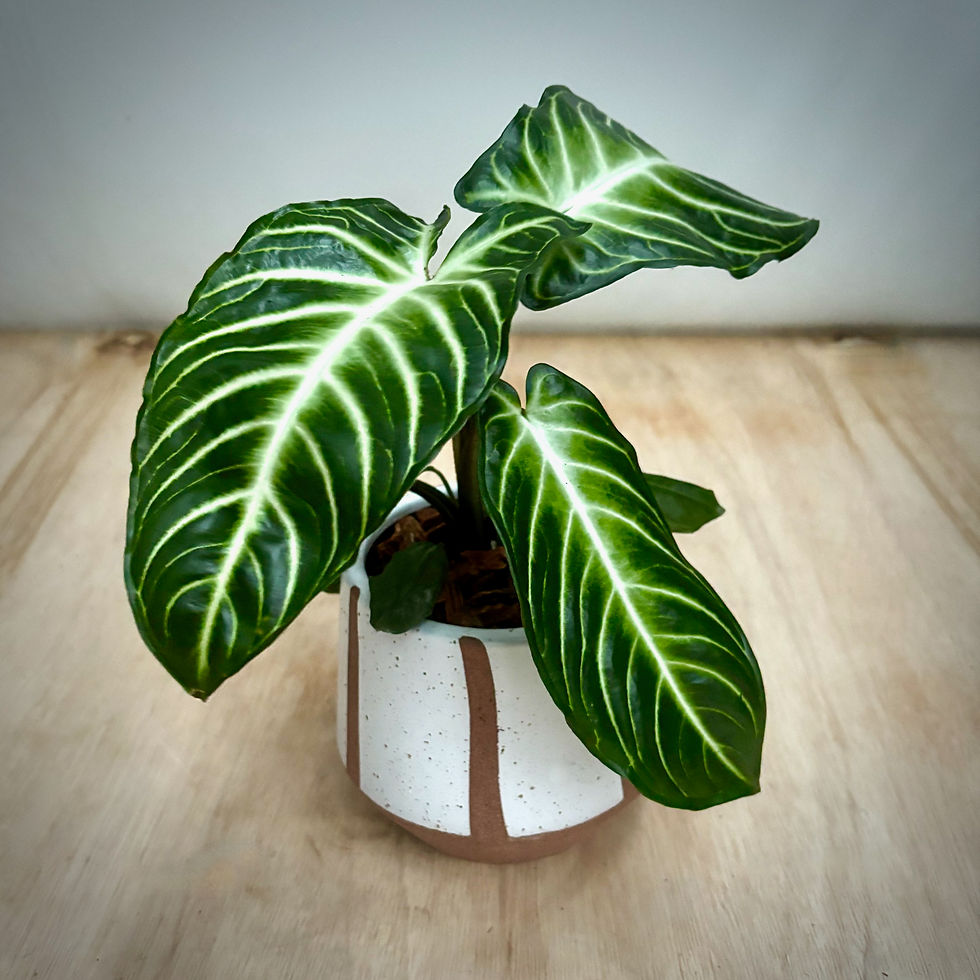 Xanthosoma 'lendenii' in Retro Pot