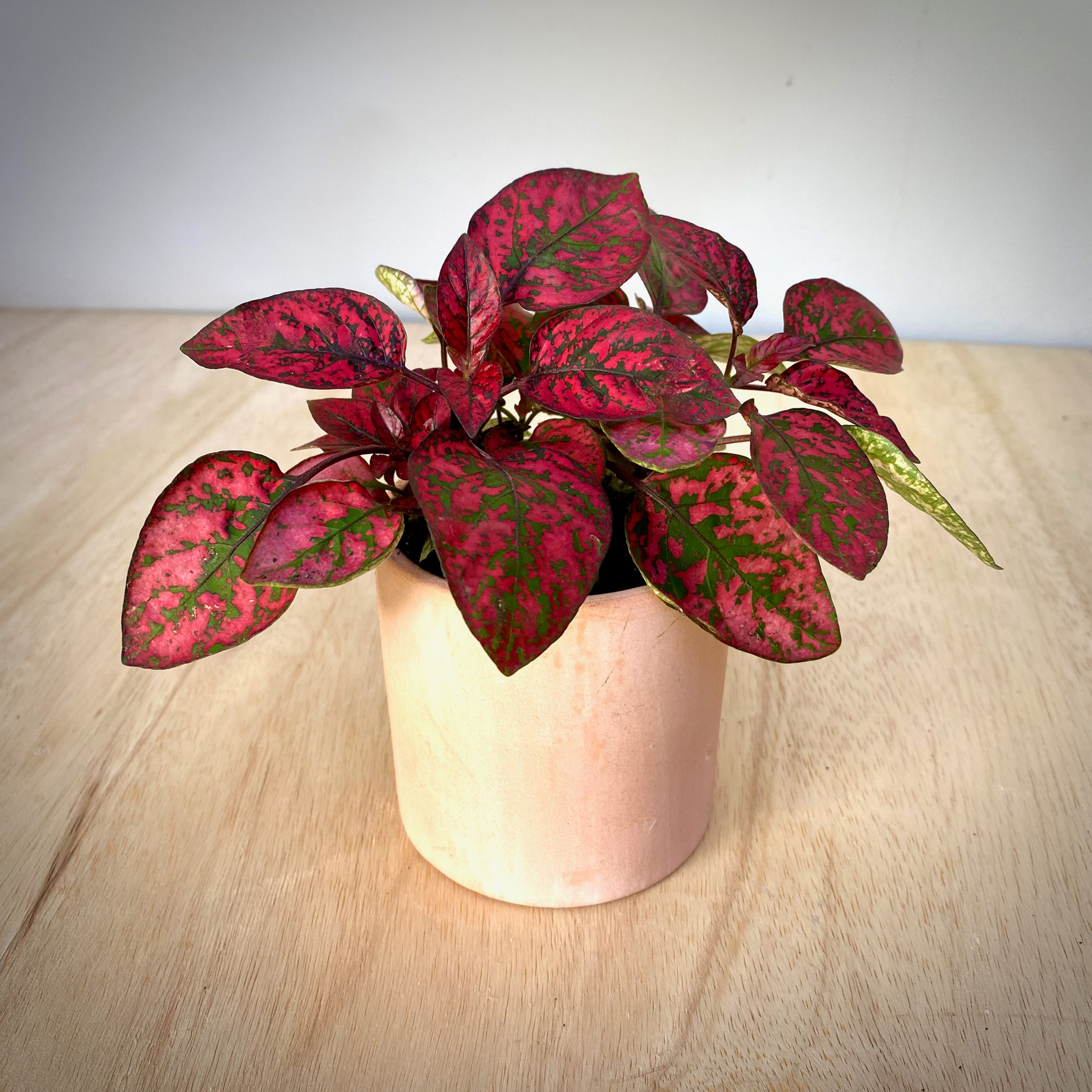 Polka-dot Plant in Pink Cement Cylinder