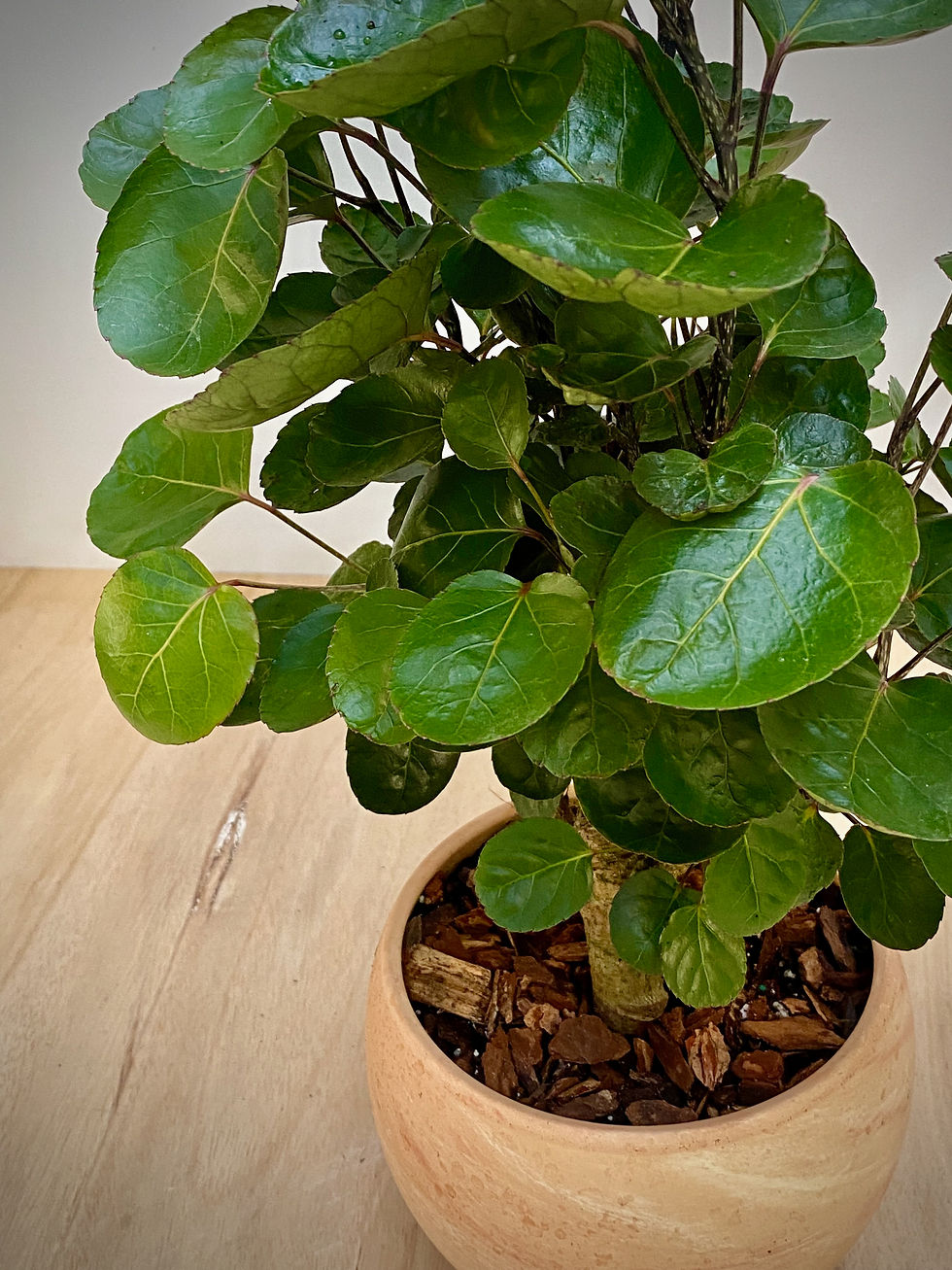 Thumbnail: Aralia Fabian in Luna Sphere