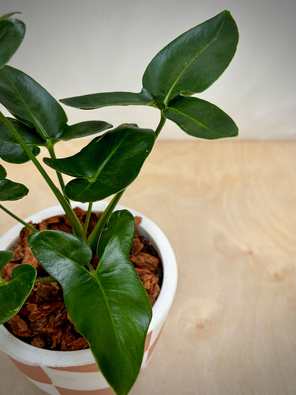 Thumbnail: Philodendron 'Goeldii' in Chevron Terracotta