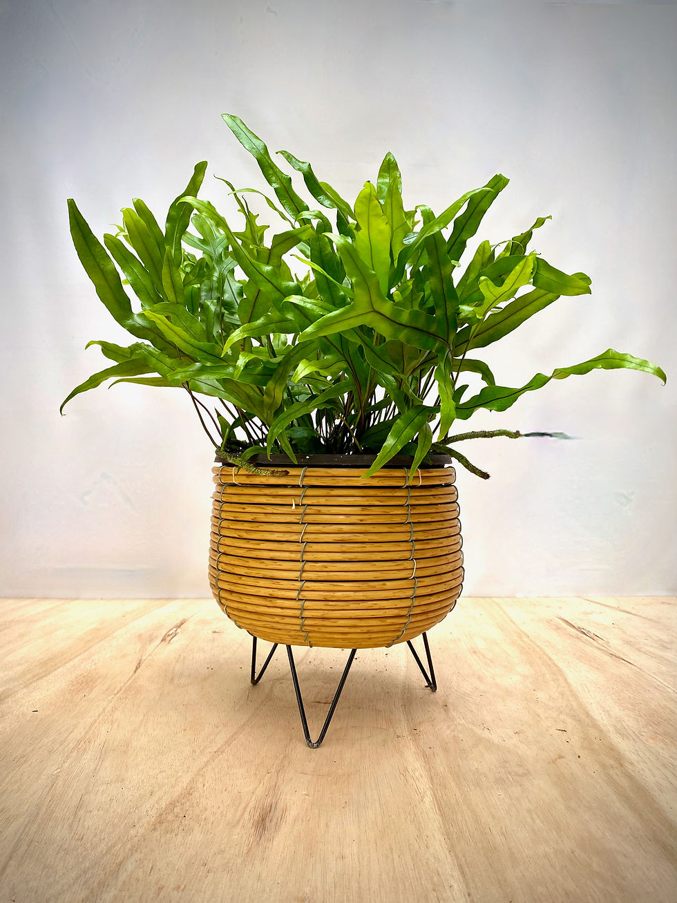 Thumbnail: Kangaroo Fern in Footed Wicker Planter