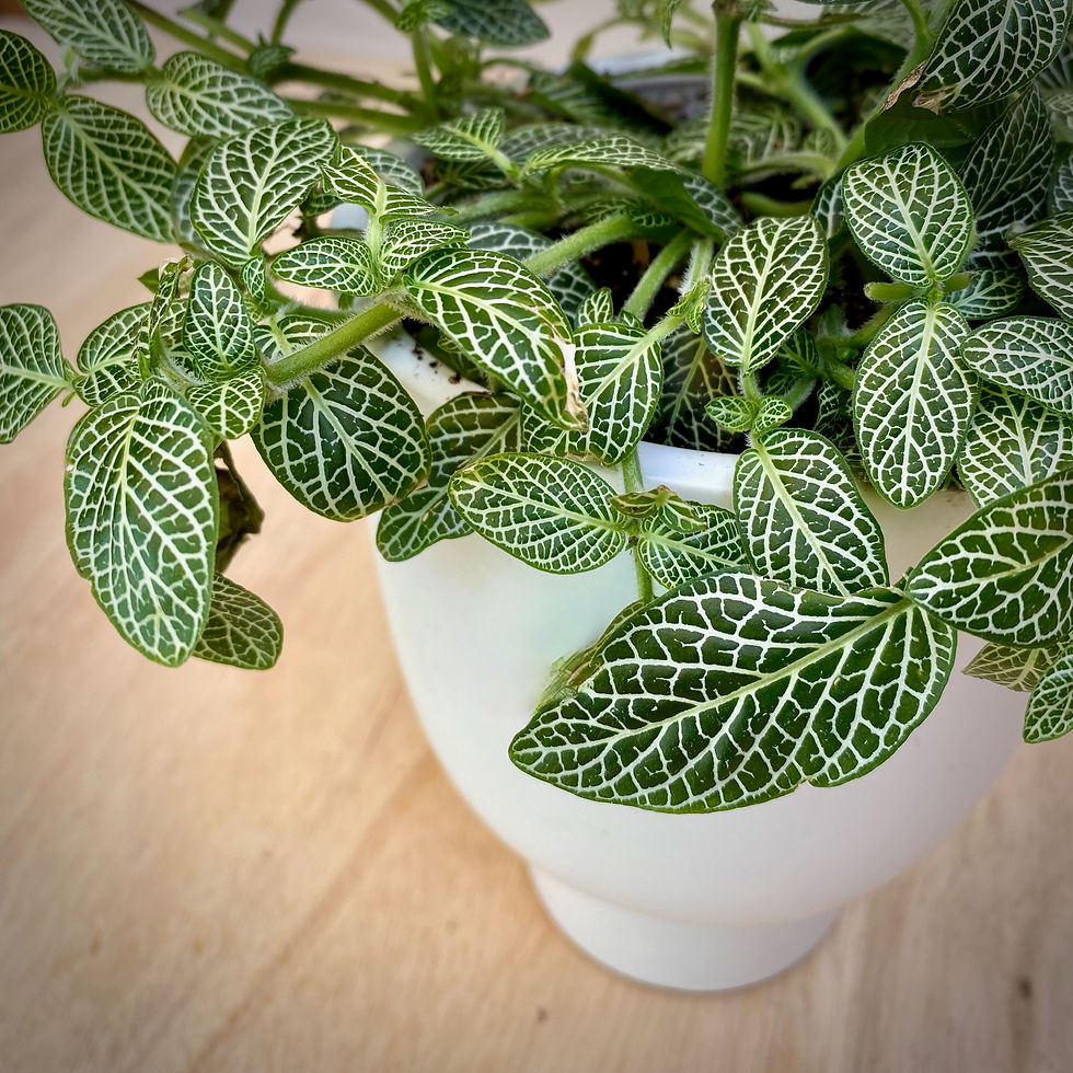 Thumbnail: Fittonia in Contoured Platform Planter