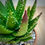Thumbnail: Aloe nobilis in Luna Bowl