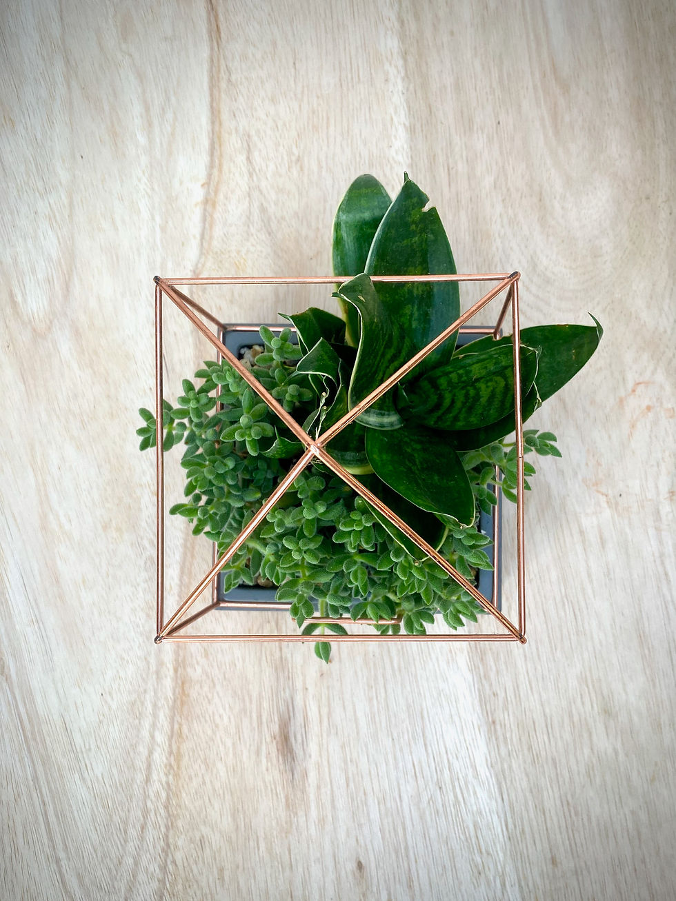 Thumbnail: Copper House Terrarium with Snake Plant