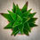 Thumbnail: Aloe nobilis in Luna Bowl