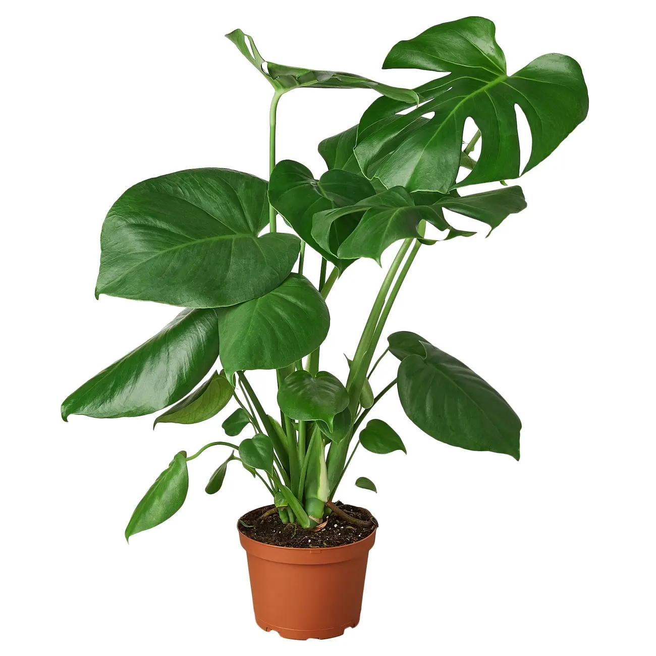 PP Monstera 6"