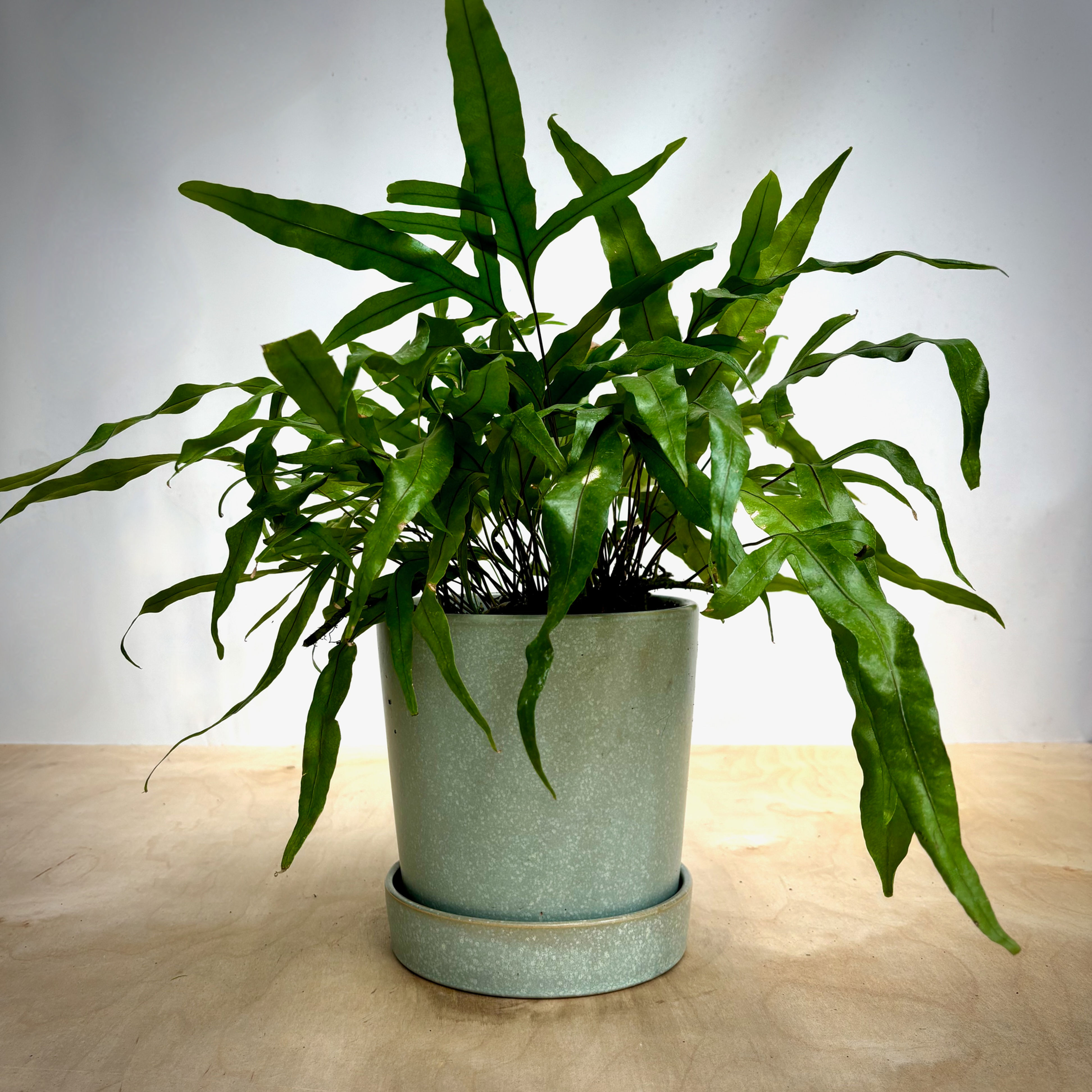 Kangaroo Fern in Mint Green Ceramic