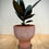 Thumbnail: Burgundy Ficus in Terracotta Goblet