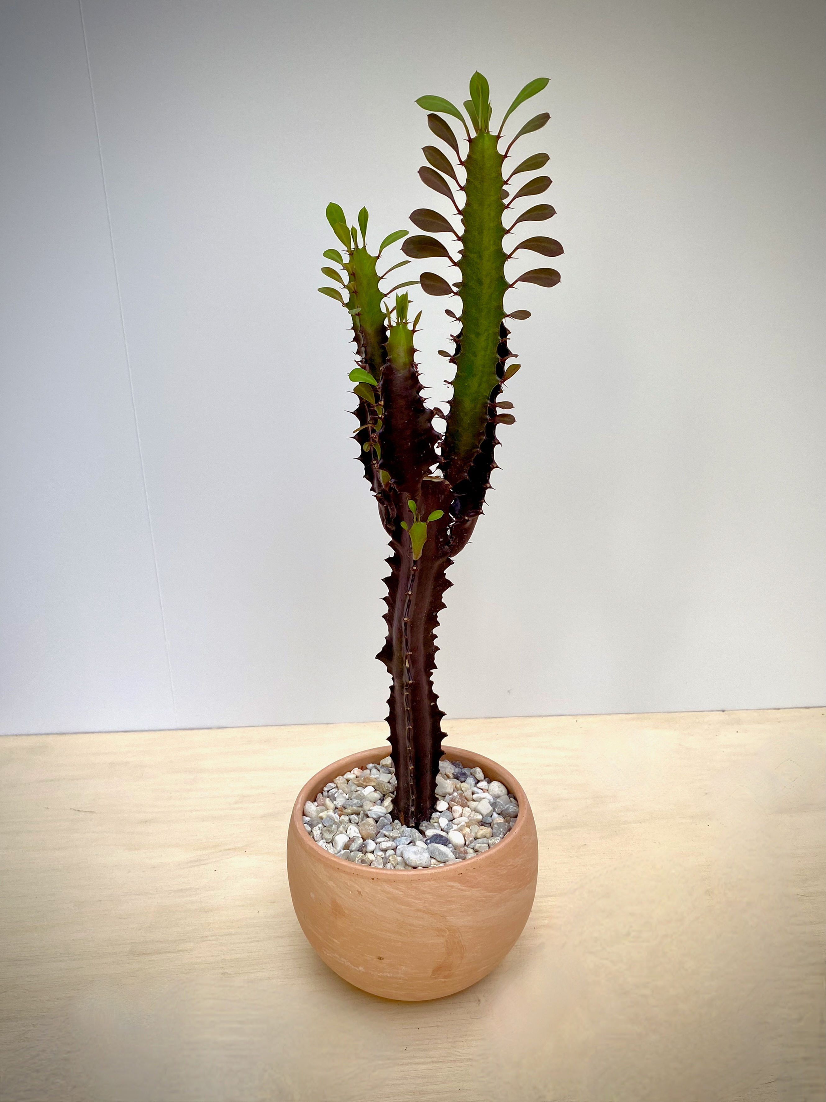 African Milk Tree in Luna Sphere
