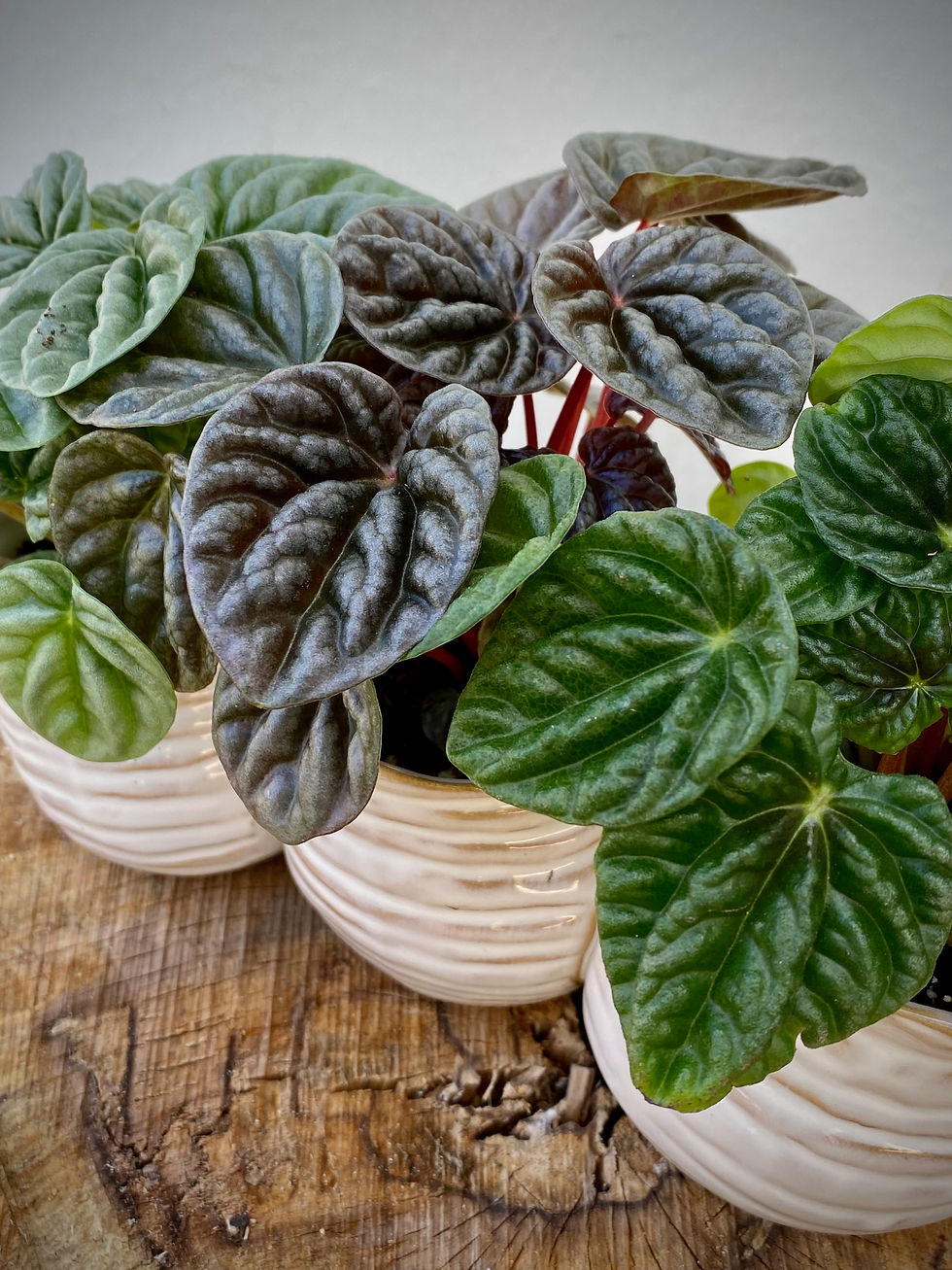 Thumbnail: Peperomia Trio