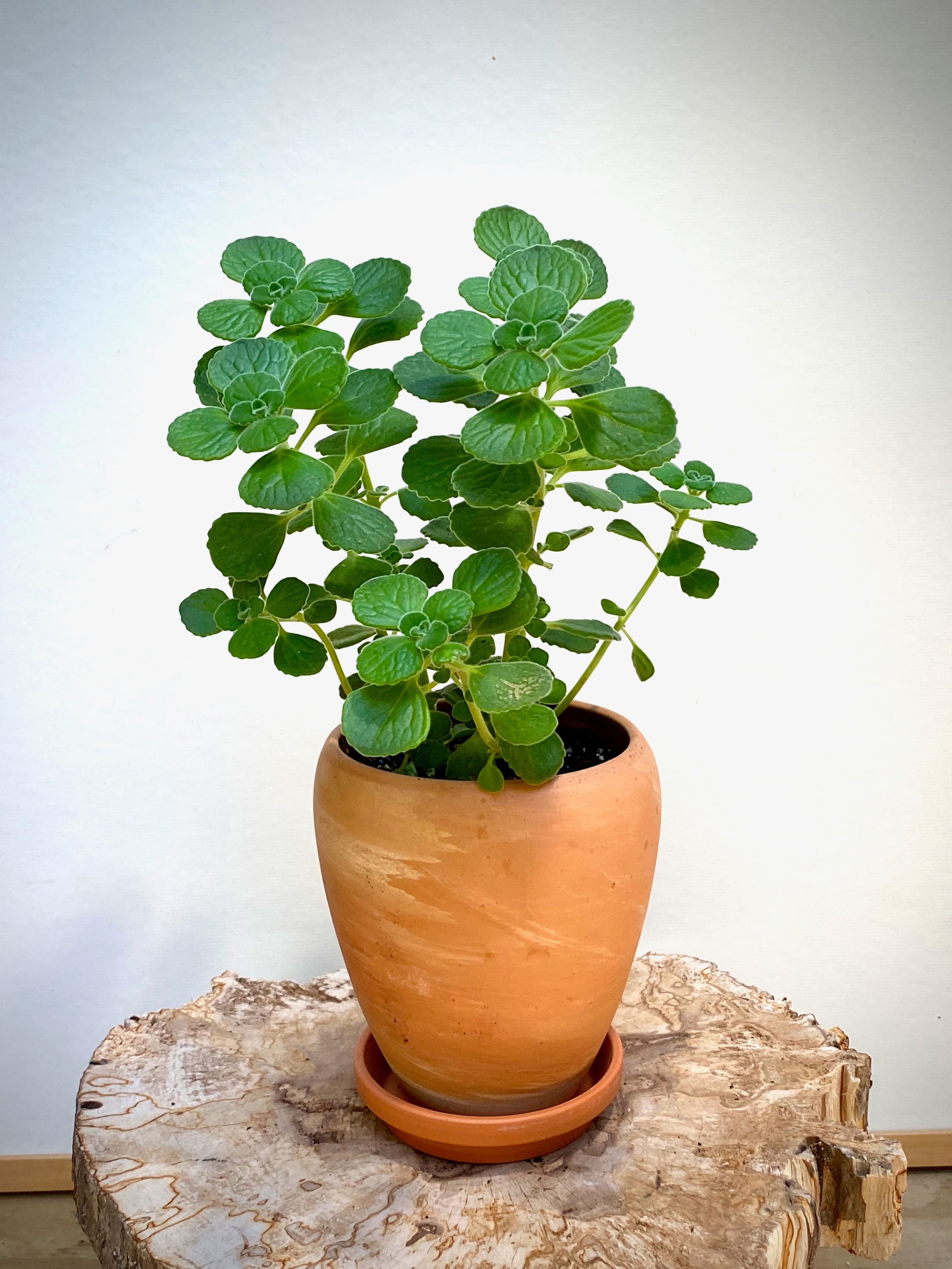 Plectranthus Cerveza 'n Lime® in Luna Vase