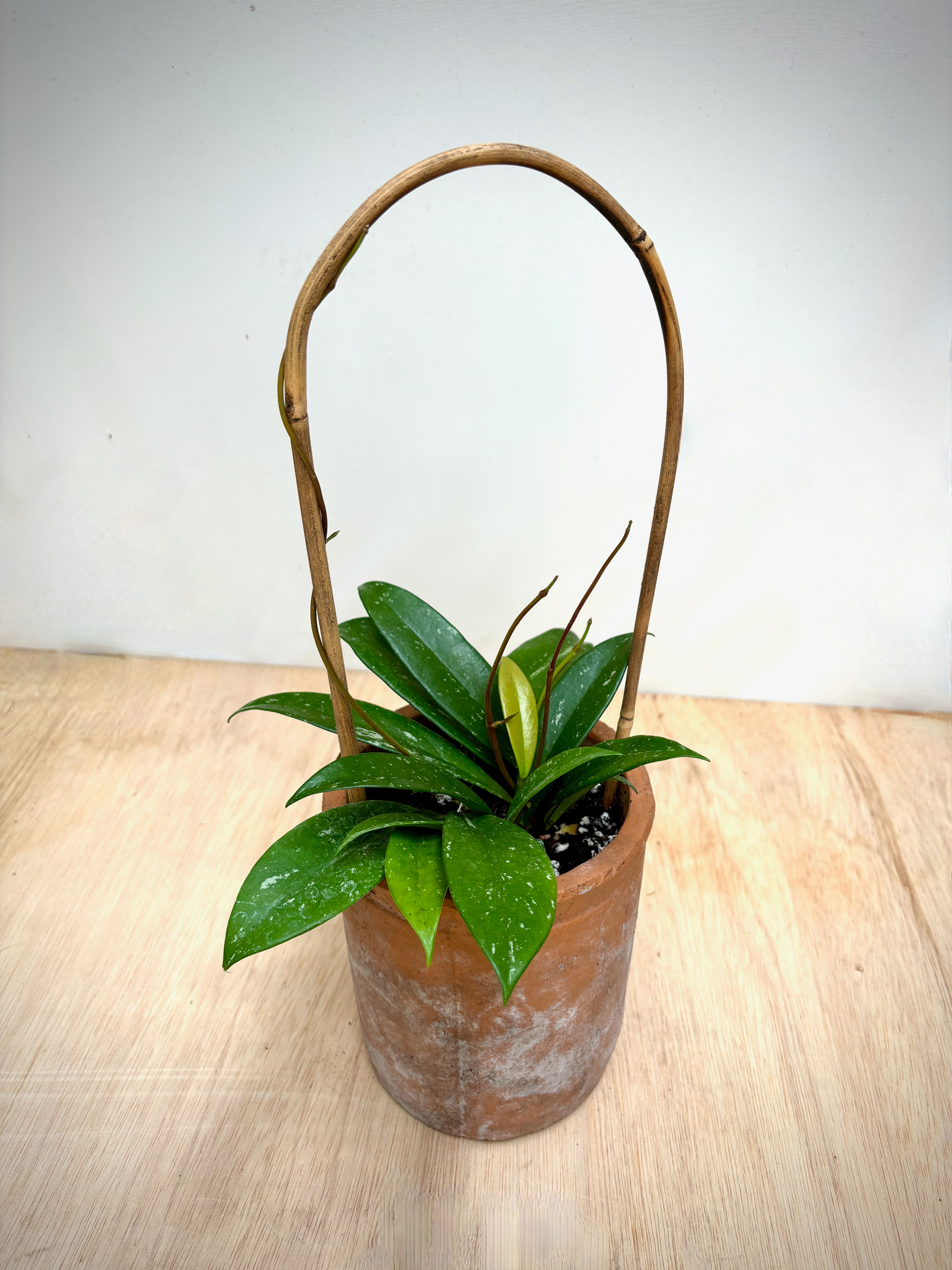 Hoya Publicalyx Trellis in Rustic Cylinder Pot