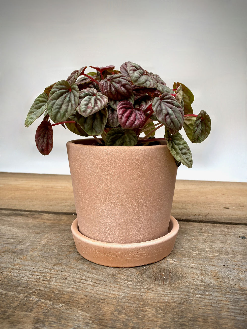 Thumbnail: Peperomia Red Ripple in Pink Cement