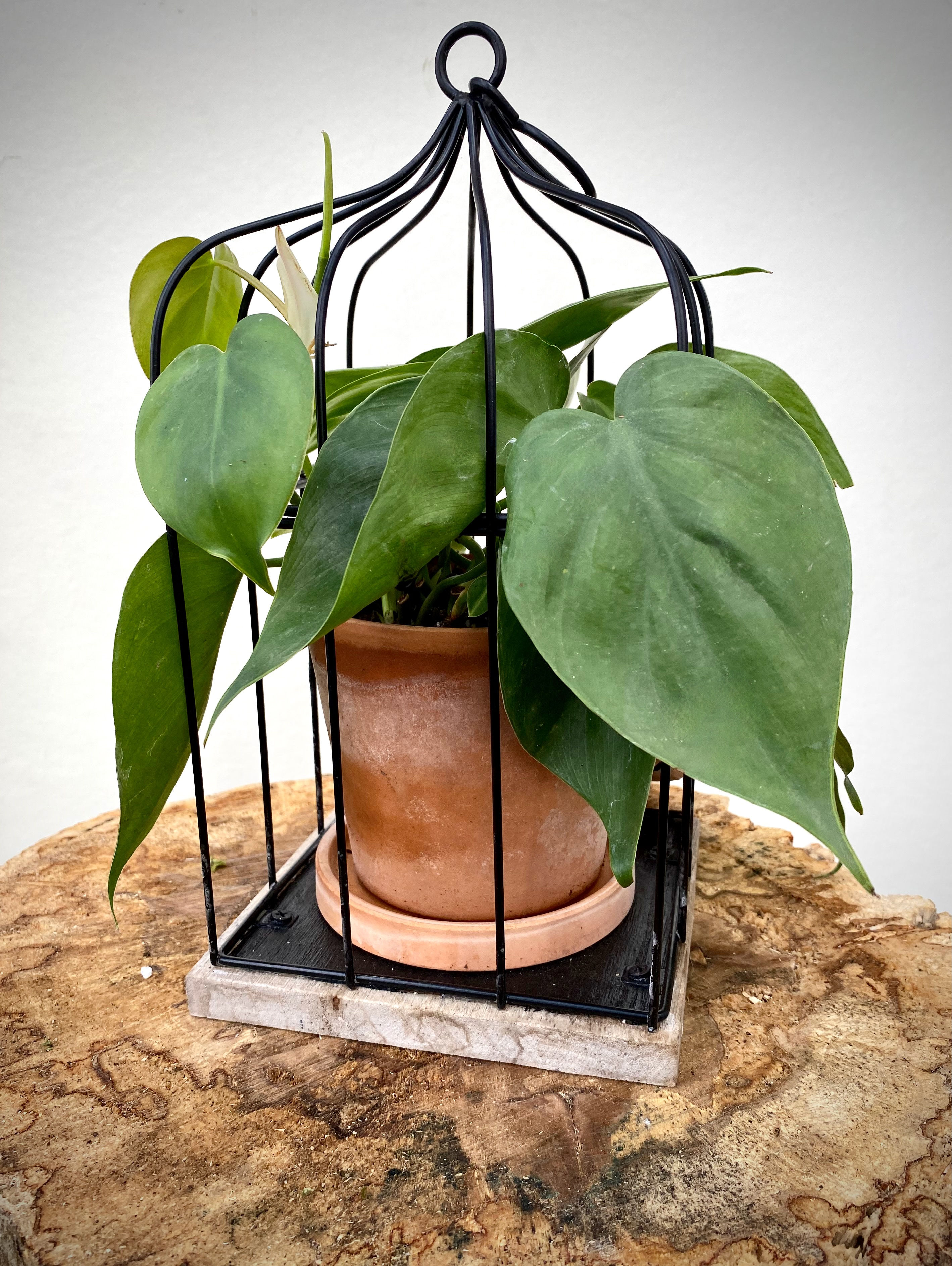 Birdcage MED with Heartleaf Philodendron